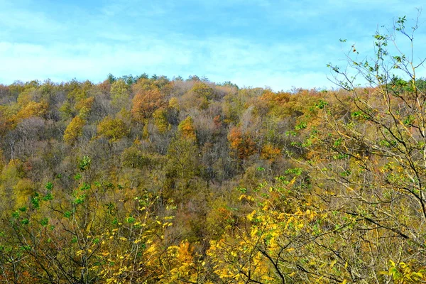 Paysage Typique Dans Forêt Transylvanie Automne Chemin Fer Entre Oravita — Photo