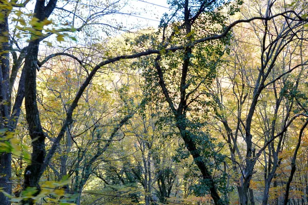 Типовий Пейзаж Лісі Трансільванії Восени Залізниця Між Оравітою Аніною Банаті — стокове фото