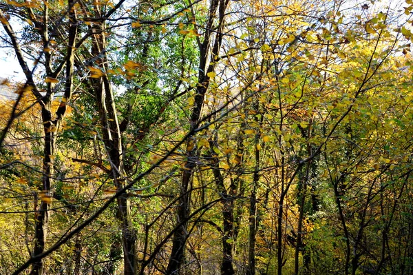 Typische Landschaft Wald Von Siebenbürgen Herbst Die Bahn Zwischen Oravita — Stockfoto