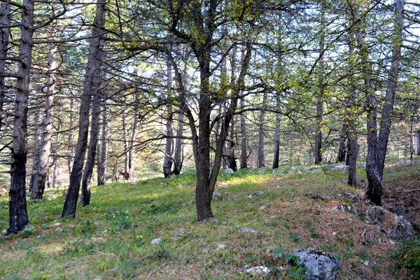 Paysage Typique Dans Forêt Transylvanie Automne Chemin Fer Entre Oravita — Photo