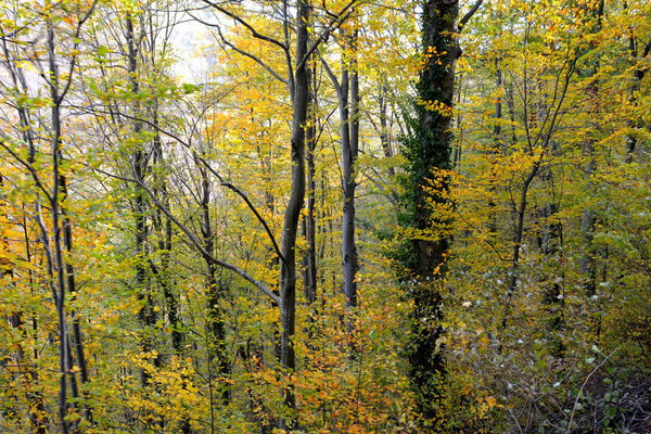 Typical landscape in the forest of Transylvania, in autumn. The railroad between Oravita and Anina, in Banat, Romania.