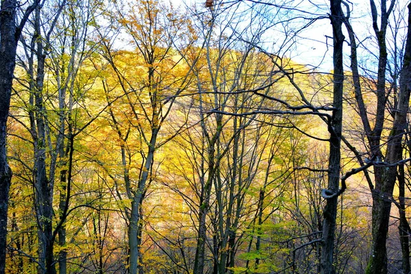 Paysage Typique Dans Forêt Transylvanie Automne Chemin Fer Entre Oravita — Photo