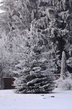Wiinter. Romanya 'nın Transilvanya ormanlarındaki tipik manzara