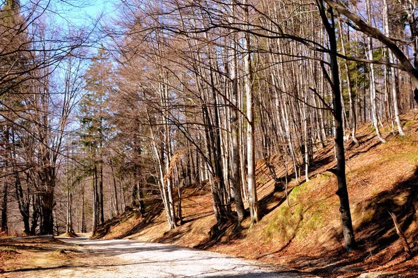 Cesta Zimě Turistické Stanice Poiana Brasov Brašova Město Ležící Rumunsku — Stock fotografie