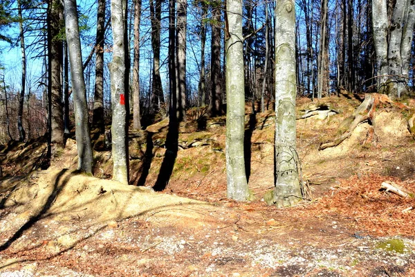 Δρόμος Για Χειμώνα Και Τουριστική Σταθμό Poiana Brasov Χλμ Από — Φωτογραφία Αρχείου