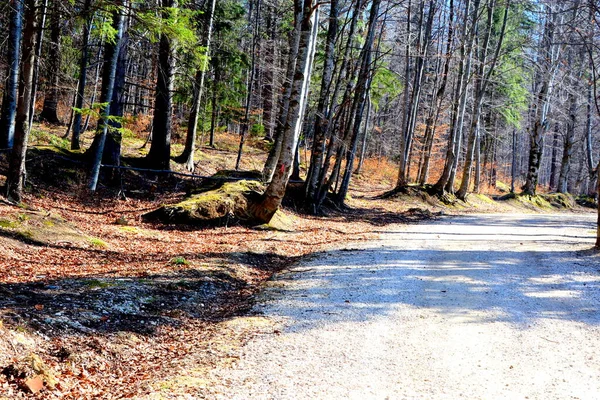 Δρόμος Για Χειμώνα Και Τουριστική Σταθμό Poiana Brasov Χλμ Από — Φωτογραφία Αρχείου