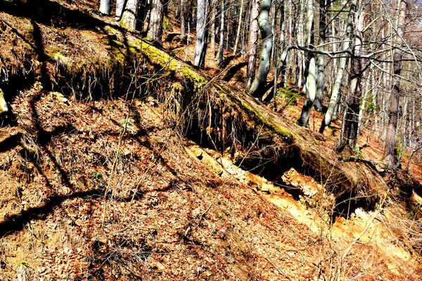 Piatra Craiului Vagyok Tipikus Táj Kárpátokban Erdély Erdeiben Romániában Zöld — Stock Fotó