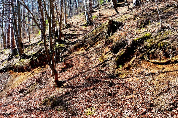 Piatra Craiului Paisagem Típica Nas Montanhas Dos Cárpatos Nas Florestas — Fotografia de Stock