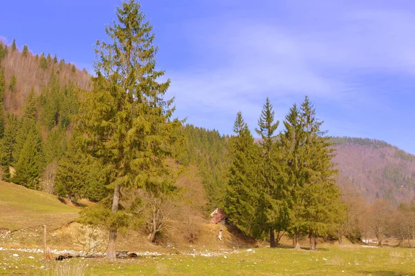 Piatra Feliului Типичный Пейзаж Карпатских Гор Лесах Трансильвании Румыния Зеленый — стоковое фото