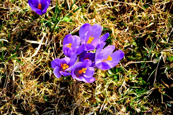 Crocus Snowdrops Carpathian Mountains Transylvania Romania — Stock fotografie