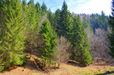 Piatra Craiului. Romanya 'nın Transilvanya kentindeki Karpat Dağları' ndaki tipik manzara. Yazın ortasında, güneşli bir günde yeşil bir manzara.