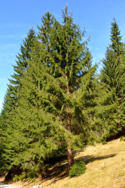 Piatra Craiului. Romanya 'nın Transilvanya kentindeki Karpat Dağları' ndaki tipik manzara. Yazın ortasında, güneşli bir günde yeşil bir manzara.