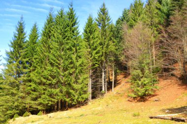 Piatra Craiului. Romanya 'nın Transilvanya kentindeki Karpat Dağları' ndaki tipik manzara. Yazın ortasında, güneşli bir günde yeşil bir manzara.