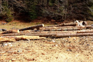 Piatra Craiului. Romanya 'nın Transilvanya kentindeki Karpat Dağları' ndaki tipik manzara. Yazın ortasında, güneşli bir günde yeşil bir manzara.
