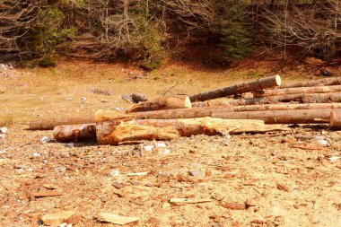 Piatra Craiului. Romanya 'nın Transilvanya kentindeki Karpat Dağları' ndaki tipik manzara. Yazın ortasında, güneşli bir günde yeşil bir manzara.