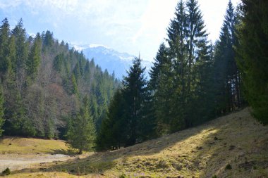 Piatra Craiului. Romanya 'nın Transilvanya kentindeki Karpat Dağları' ndaki tipik manzara. Yazın ortasında, güneşli bir günde yeşil bir manzara.
