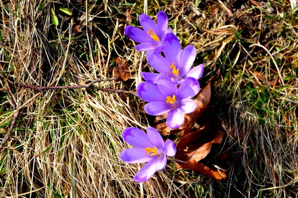 Krokus Krople Śniegu Karpatach Siedmiogrodzie Rumunia — Zdjęcie stockowe