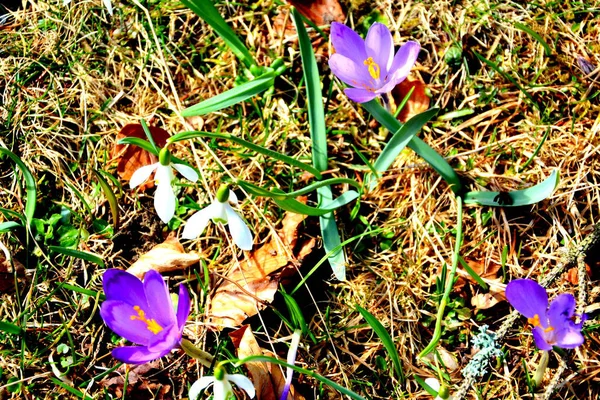 Crocus Snowdrops Carpathian Mountains Transilvânia Roménia — Fotografia de Stock