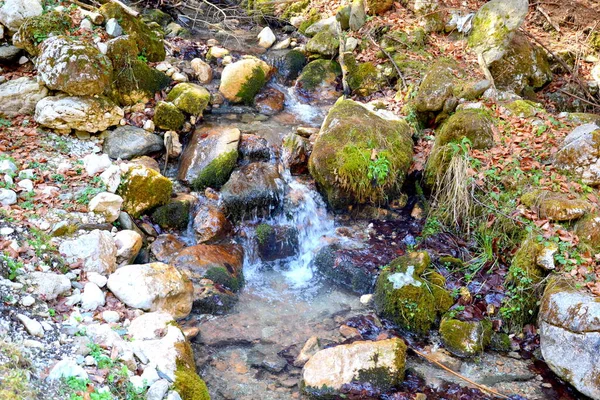 Piatra Craiului Paisagem Típica Nas Montanhas Dos Cárpatos Nas Florestas — Fotografia de Stock