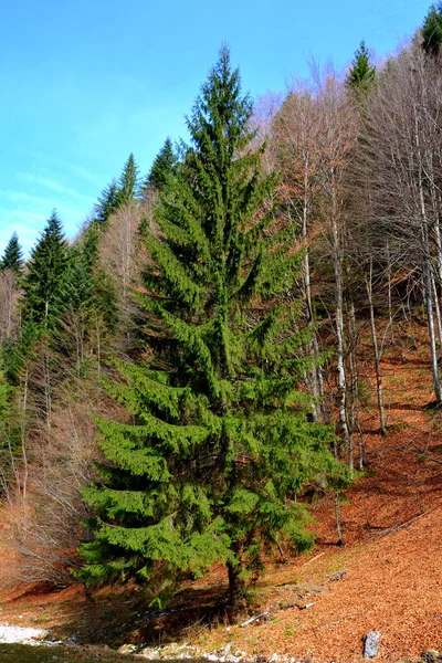 Piatra Craiului Typická Krajina Karpat Lesích Transylvánie Rumunsko Zelená Krajina — Stock fotografie