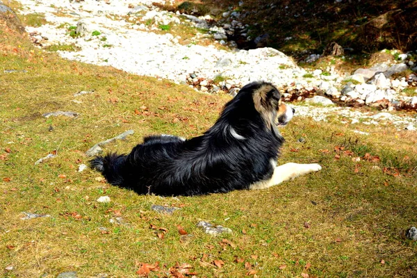 Hunde Den Rumänischen Bergen Den Karpaten — Stockfoto