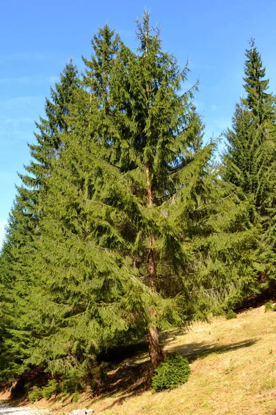 Piatra Craiului Paisagem Típica Nas Montanhas Dos Cárpatos Nas Florestas — Fotografia de Stock