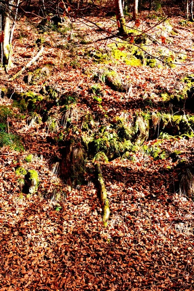 Piatra Craiului Paysage Typique Des Carpates Dans Les Forêts Transylvanie — Photo