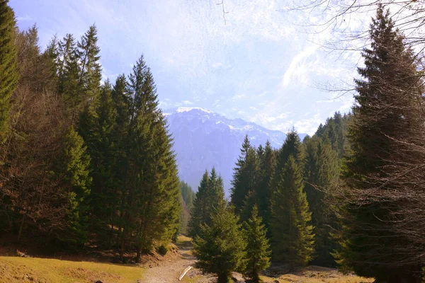 Piatra Craiului Paisaje Típico Las Montañas Cárpatos Los Bosques Transilvania — Foto de Stock