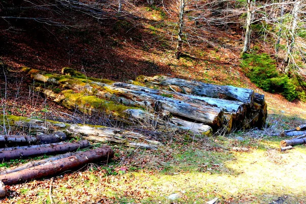 Piatra Craiului 典型的景观在喀尔巴阡山脉 在罗马尼亚的特兰西瓦尼亚森林 仲夏的绿意盎然 阳光明媚 — 图库照片