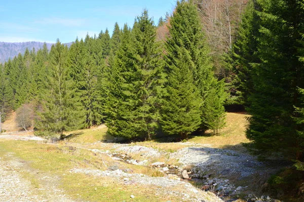 Piatra Craiului. Typical landscape in Carpathian Mountains, in the forests of Transylvania, Romania. Green landscape in the midsummer, in a sunny day