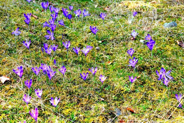 Crocus Snowdrops Carpathian Mountains Transylvania Romania — Stock fotografie