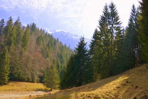 Piatra Craiului Paisaje Típico Las Montañas Cárpatos Los Bosques Transilvania — Foto de Stock