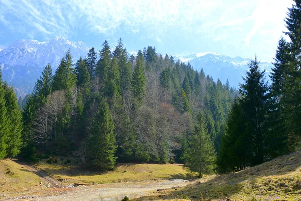 Piatra Feliului Типичный Пейзаж Карпатах Лесах Трансильвании Румыния Зеленый Пейзаж — стоковое фото