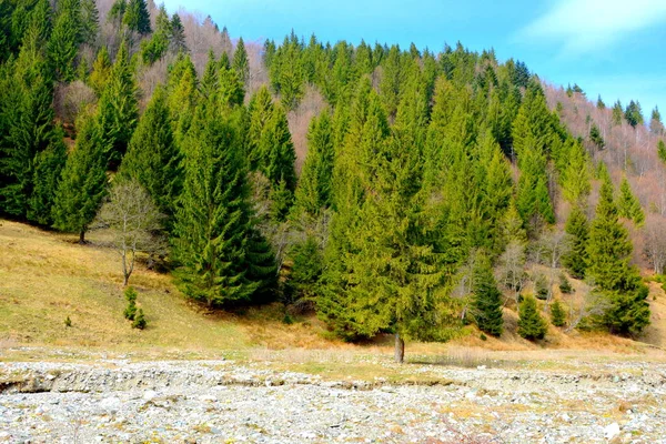 Piatra Craiului 典型的景观在喀尔巴阡山脉 在罗马尼亚的特兰西瓦尼亚森林 仲夏的绿意盎然 阳光明媚 — 图库照片