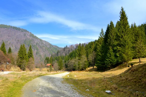 Piatra Feliului Типичный Пейзаж Карпатах Лесах Трансильвании Румыния Зеленый Пейзаж — стоковое фото