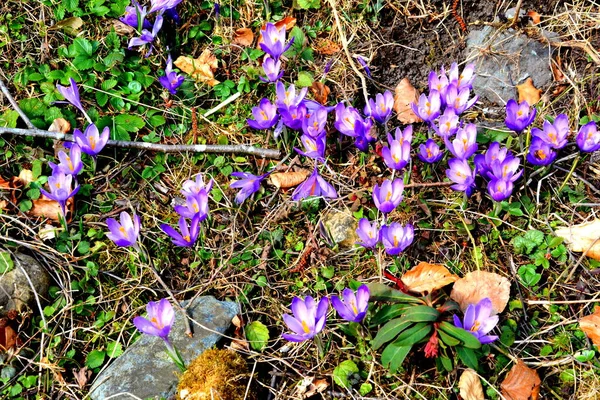 Crocus Snowdrops Carpathian Mountains Transylvania Romania — Stock Photo, Image