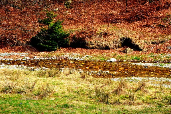 Piatra Craiului Typische Landschaft Den Karpaten Den Wäldern Siebenbürgens Rumänien — Stockfoto