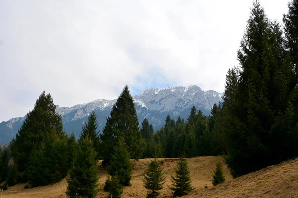 Piatra Feliului Типичный Пейзаж Карпатах Лесах Трансильвании Румыния Зеленый Пейзаж — стоковое фото
