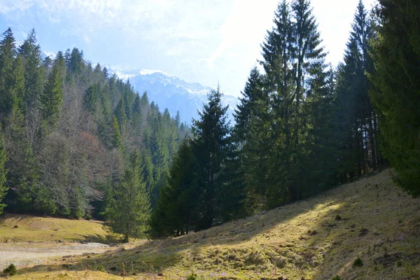 Piatra Craiului Typical Landscape Carpathian Mountains Forests Transylvania Romania Green Stock Photo