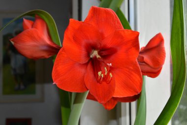 Baharın başında güzel bir çiçek. İlk çiçekler bahar mevsiminde ortaya çıkar.