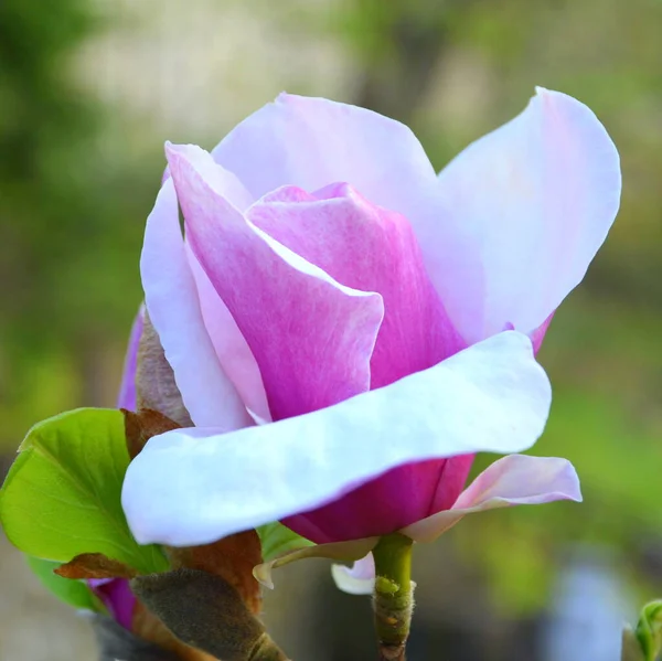 Magnolia Nice Flower Early Spring First Flowers Appear Spring Season — Stock Photo, Image