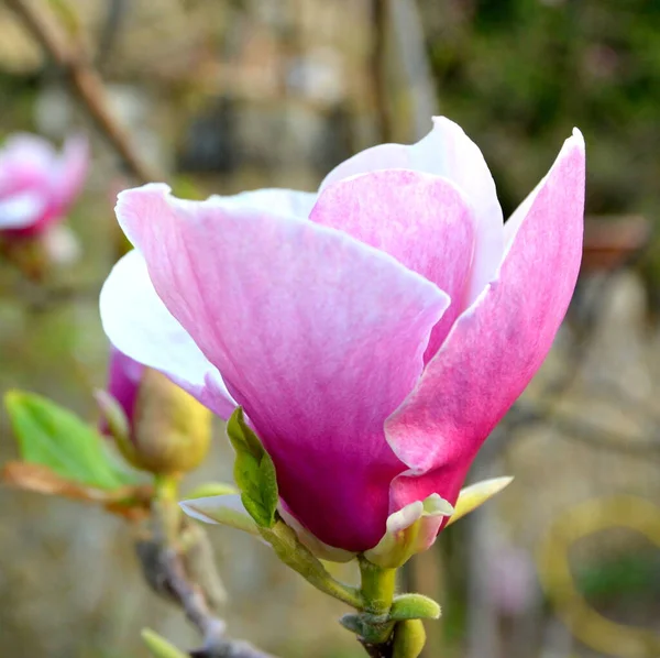 Magnolia Mooie Bloem Het Vroege Voorjaar Eerste Bloemen Verschijnen Het — Stockfoto