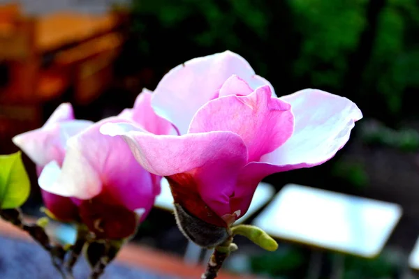 Magnolia Mooie Bloem Het Vroege Voorjaar Eerste Bloemen Verschijnen Het — Stockfoto