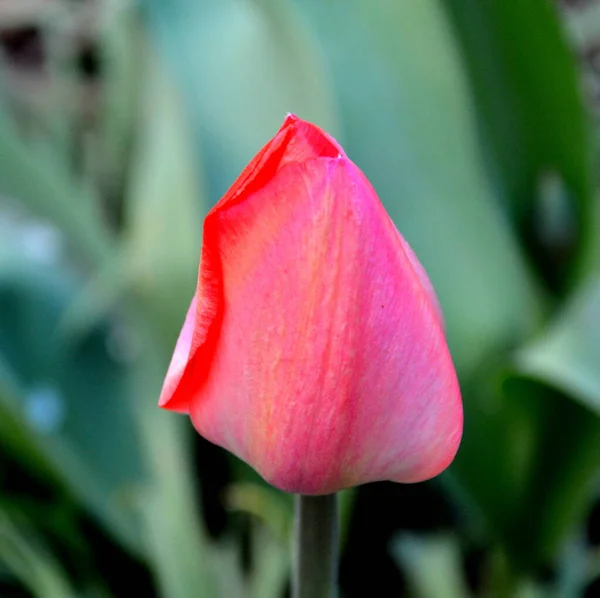 Ładny Kwiat Wczesną Wiosną Pierwsze Kwiaty Pojawiają Się Wiosną — Zdjęcie stockowe