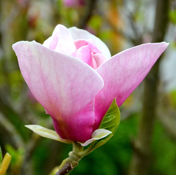 Magnolia Jolies Fleurs Dans Jardin Milieu Été Par Une Journée — Photo