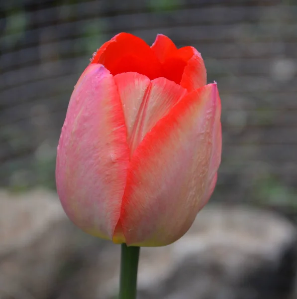 Bela Flor Início Primavera Primeiras Flores Aparecem Estação Primavera — Fotografia de Stock