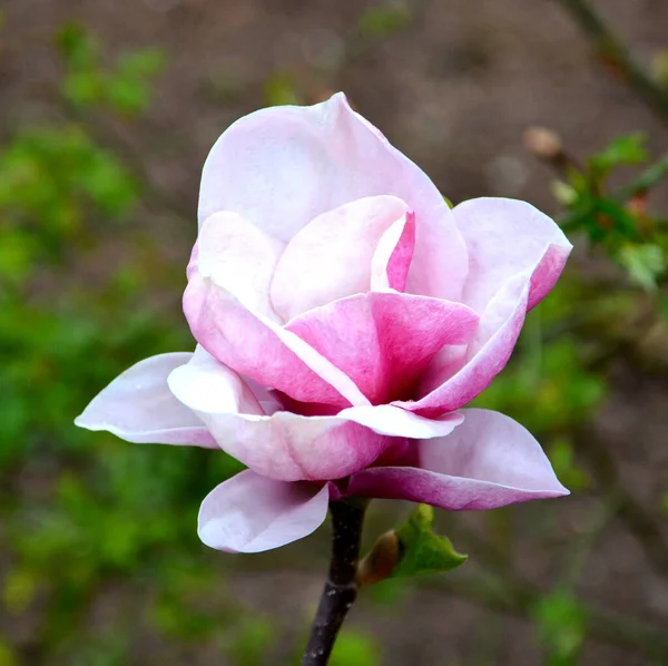 Magnolia Nice Flowers Garden Midsummer Sunny Day Green Landscape — Stock Photo, Image