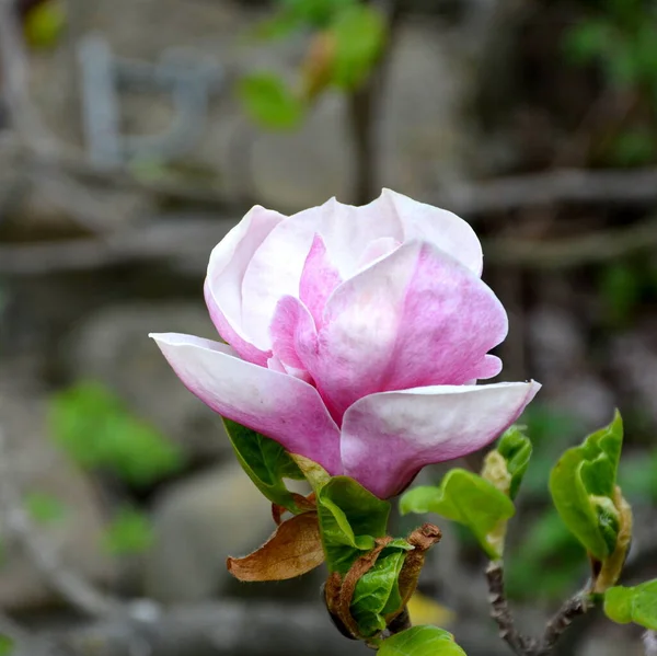 Magnolia Nice Flowers Garden Midsummer Sunny Day Green Landscape — Stock Photo, Image