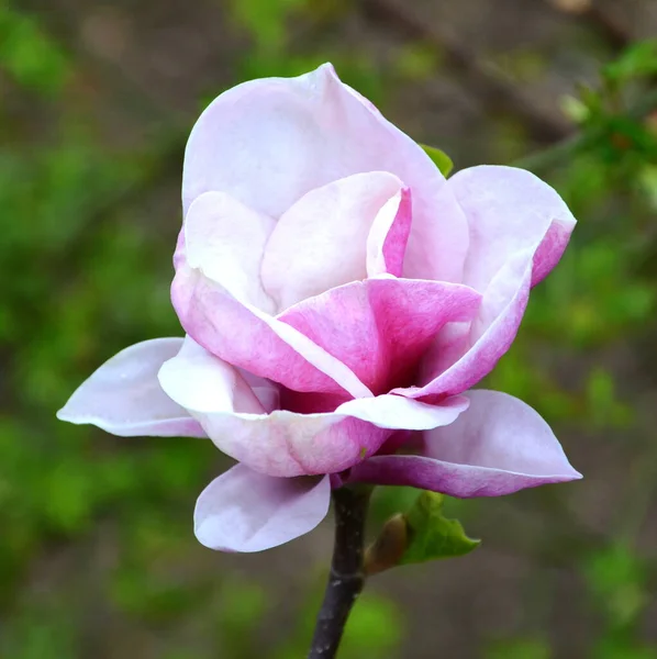 Magnolia Mooie Bloemen Tuin Midden Zomer Een Zonnige Dag Groen — Stockfoto