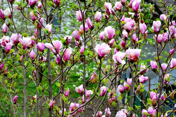 Magnolia Nice Flowers Garden Midsummer Sunny Day Green Landscape — Stock Photo, Image